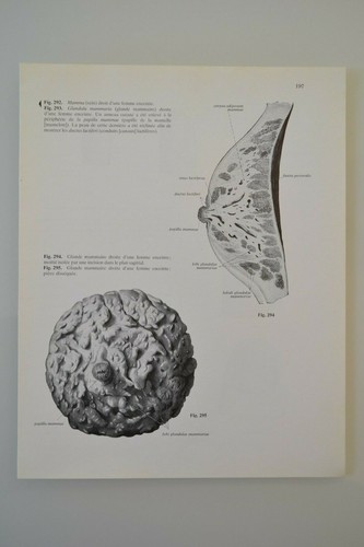 Planche anatomie humaine - planche, d'anatomie