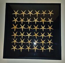 Histoire naturelle cadre avec étoiles de mer archaster typicus 50 X 50 cm