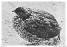 AOAP8-0581-ANIMAUX - francolin