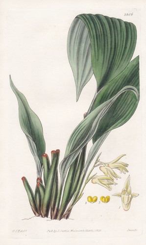 Maxillaria pallidiflora fleur - maxillaria,