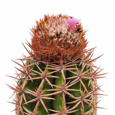 Melocactus hispaniolicus 10