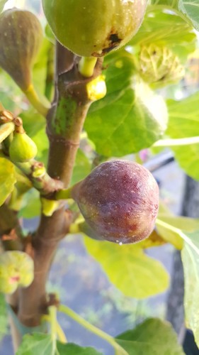 Ficus carica grise st - 'grise, de