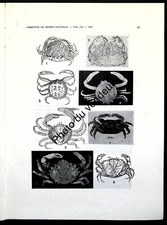 Crustacés: Crustáceos