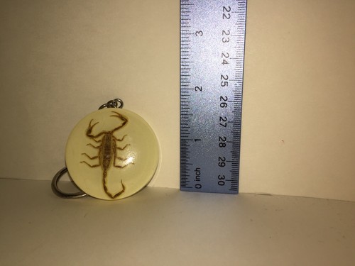 Real scorpion clear resin - scorpion,