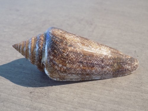 Coquillage new conidae - coquillage,