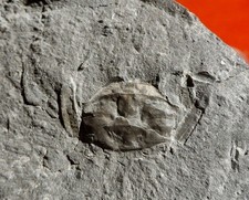 CRABE FOSSILE ÉOCÈNE