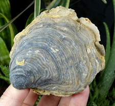 Beau Fossile Huître 7.5x7cm France collection ancienne cabinet curiosité marin