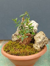 Bonsaï olivier 15 x 22 cm