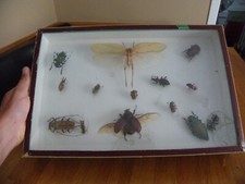 CADRE VITRINE A INSECTES