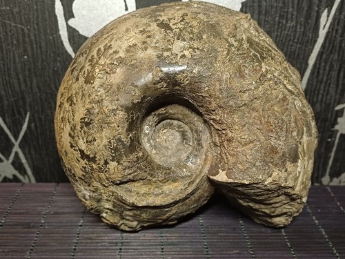 Ammonite cadoceras - ammonite,