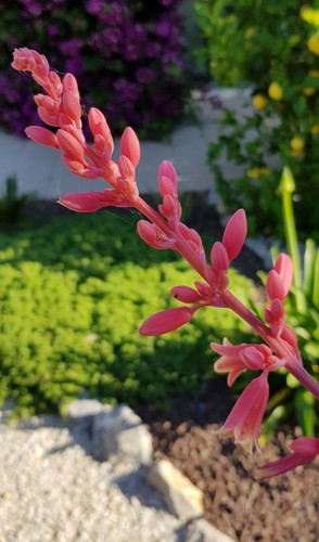 Hesperaloe parvifolia rubra - hesperaloe, rubra"