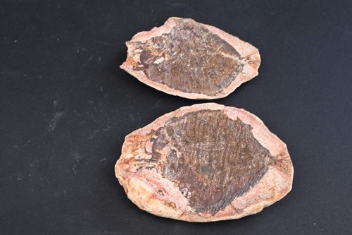 Poisson fossile echrinesomus - fossile,