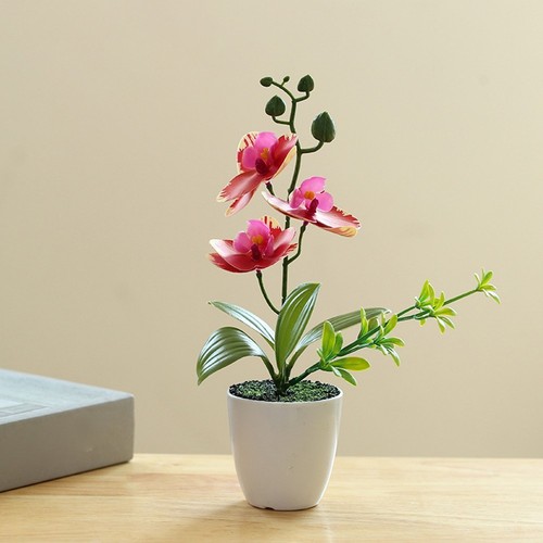 Plante orchidée - plante, d'orchidée
