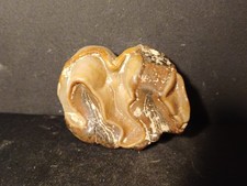 Dent Coelodonta Antiquitatis