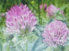 4000 graines de trèfle