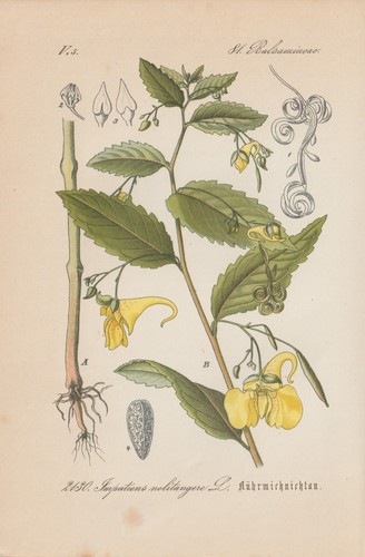 Grande impatiente impatiens - grande,