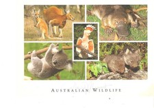 Red kangaroos, Cockatoo, Platypus, Wombat, Koala 5 views postcard Australia