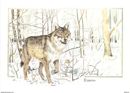 Postcard animals wolves - postcard,