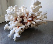 GROS BLOC CORAIL BLANC