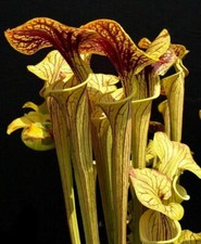 SARRACENIA OREOPHILA - 10