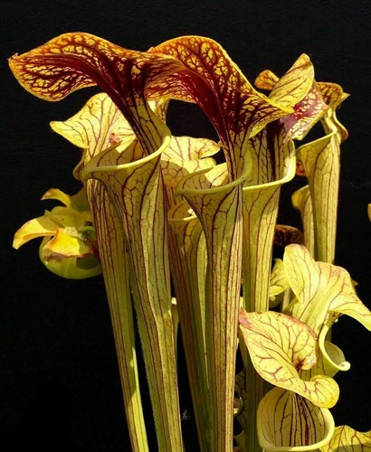 Sarracenia oreophila 10 - sarracenia,