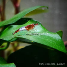 Lot de 10 Crevettes Rili Sakura Rouge pour Aquarium Eau Douce - lebonaqua