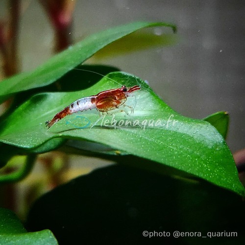 Lot crevettes rili - de, 10