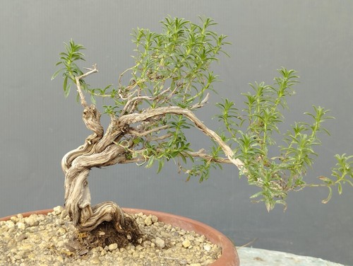Bonsaïs thym - de,