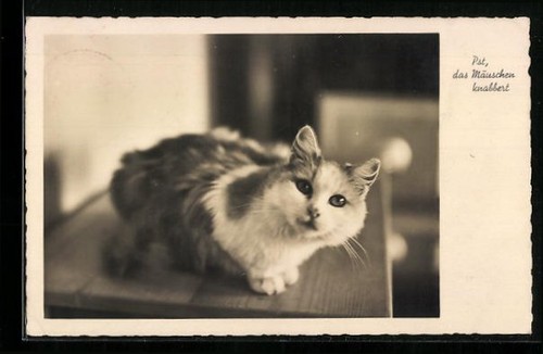 Pst grignotant souris - la, chat
