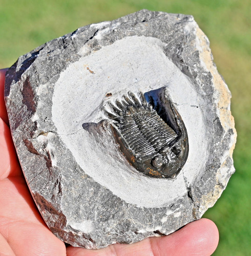 Trilobite fossil mrakibina - trilobite,