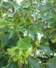 ♫ ERABLE Petites Feuilles