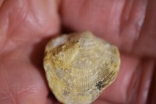 Brachiopode Atrypa tanaica devonien de Voronezh  russie