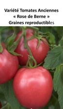 20 Graines récolte 2024