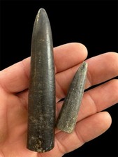 Pair of very nice natural