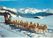 Animaux - Chiens - Samoyède - Attelage de chiens Samoyèdes - Chiens de Traineau