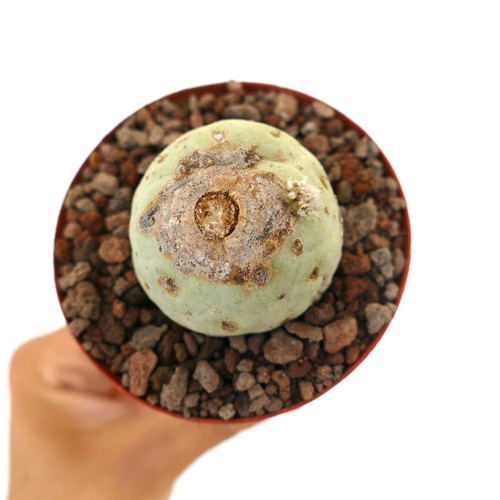 Tephrocactus geometricus with - tephrocactus,