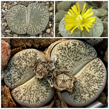 50 graines de Lithops lesliei