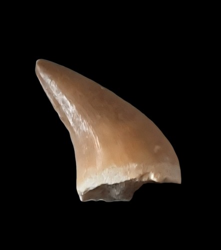 Dent mosasaure fossile - dent,