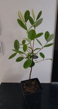 FEIJOA Sellowiana , plant en
