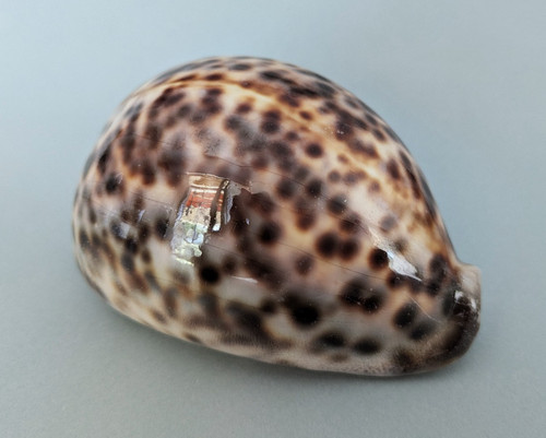 Cypraea tigris 106 - ,2, mm