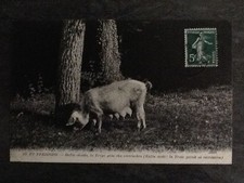 CP PERIGORD TRUIE CHERCHEUSE DE TRUFFES - ONFIN CHOULO ... - 34466