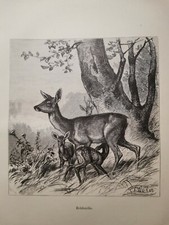 1882 Ancienne Gravure sur Bois