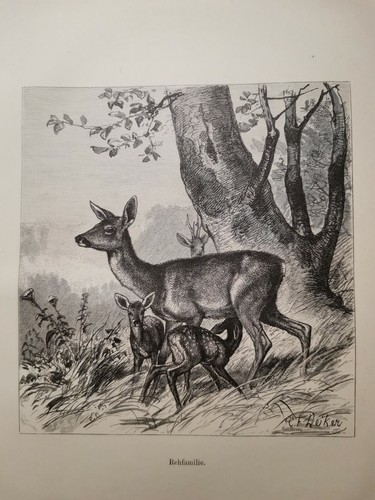 1882 ancienne gravure - ancienne,