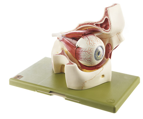 Somso cs2 eyeball with - eyeball,