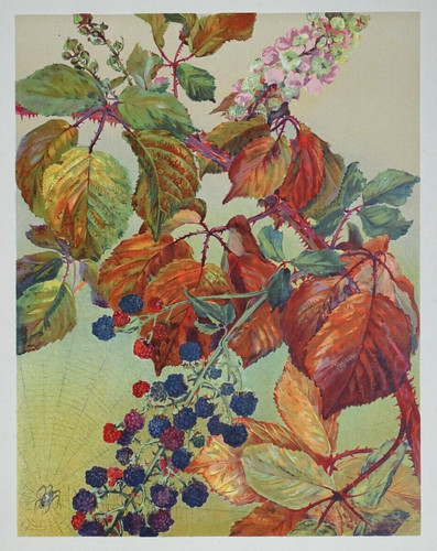 Ronce lithographie originale - ronce,