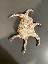 Coquillage collection Harpago