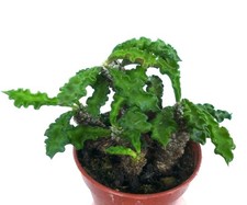 Euphorbia decaryi var