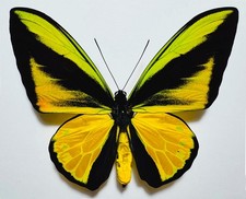 FANTASTIC GOLDEN ORNITHOPTERA