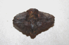 Lot 4 brachiopodes fossiles