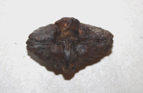 Lot brachiopodes fossiles - 4,